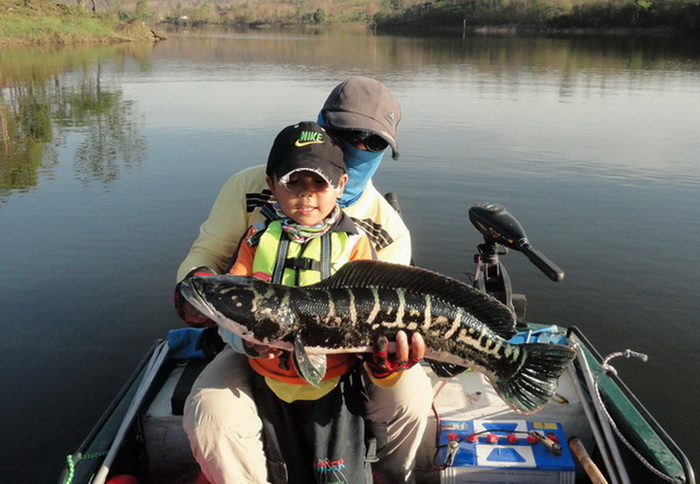 Giant snakehead lure fishing thailand