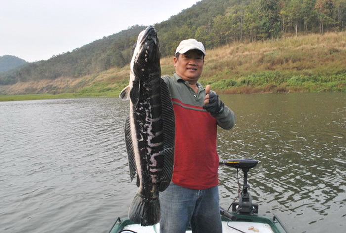 Giant snakehead thailand