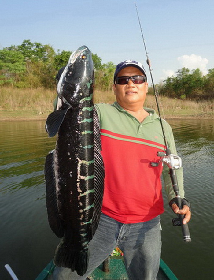 Giant snakehead lampang