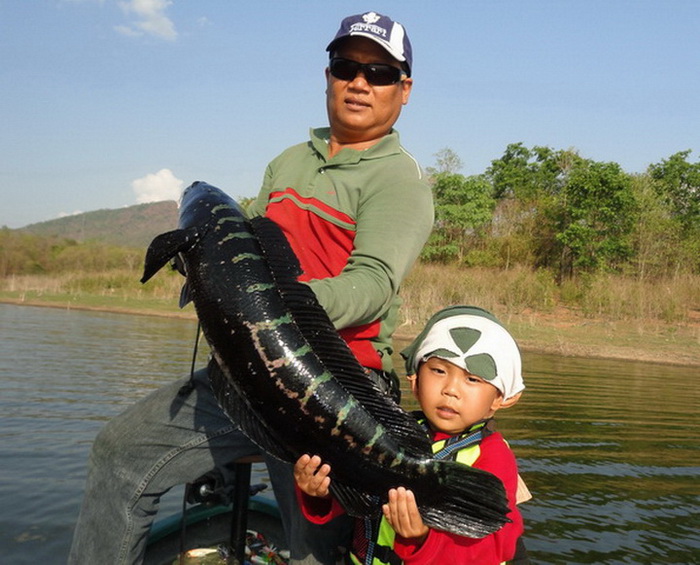 Giant snakehead thailand