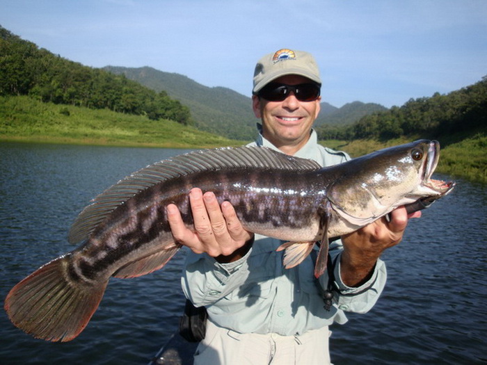 giant snakehead chiang mai