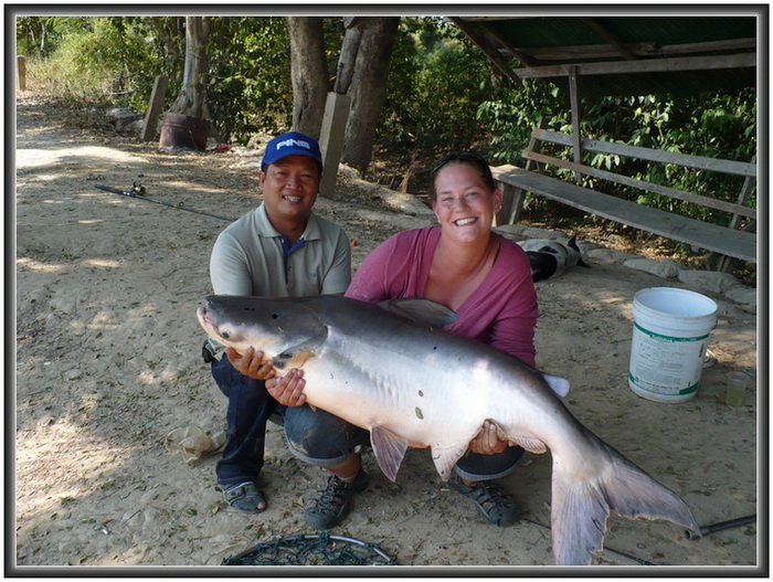 Giant catfish chiang mai