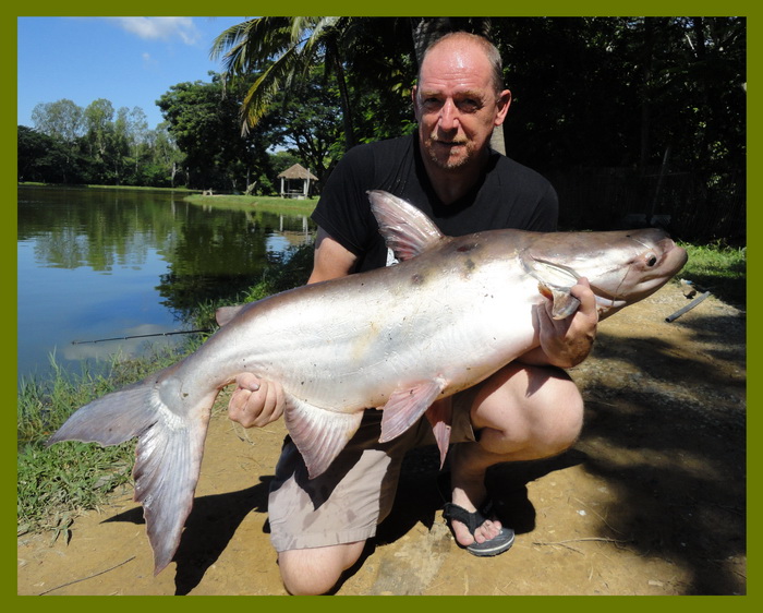 mekong giant catfish chiang mai