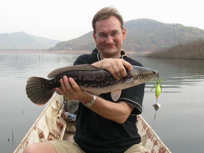 giant snakehead chiang mai