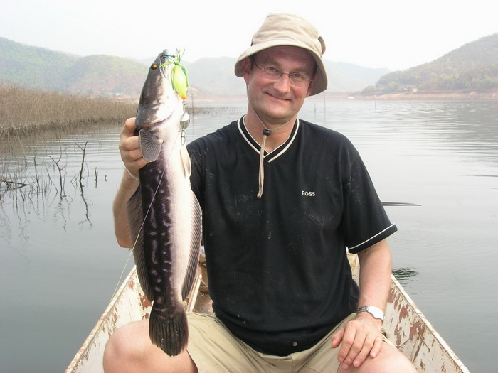 giant snakehead chiang mai