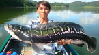 giant snakehead chiangmai