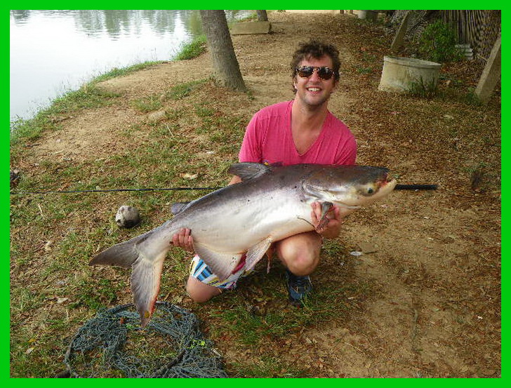 giant mekong catfish chiang mai