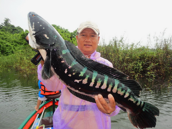 Giant snakehead lampang