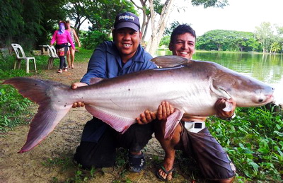 Mekong giant catfish chiangmai