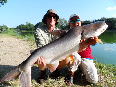 mekong giant catfish