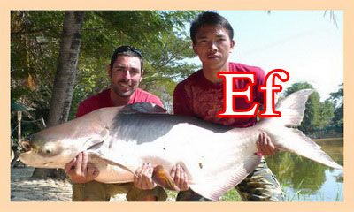 fishing chiang mai