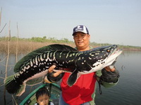 giant snakehead thailand