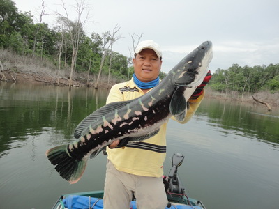 giant snakehead thailand