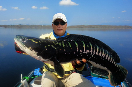 Giant snakehead thailand