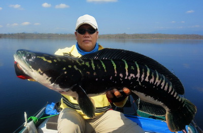 Giant snakehead thailand