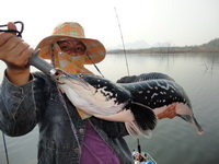 giant snakehead thailand