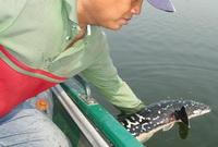 giant snakehead thailand