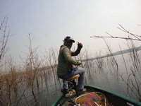 giant snakehead thailand
