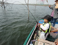 giant snakehead thailand