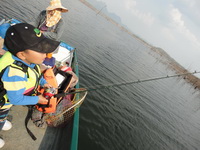 giant snakehead thailand