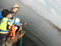 giant snakehead thailand
