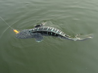 giant snakehead thailand