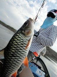 JUngle perch fishing thailand