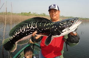 Giant snakehead chiangmai thailand