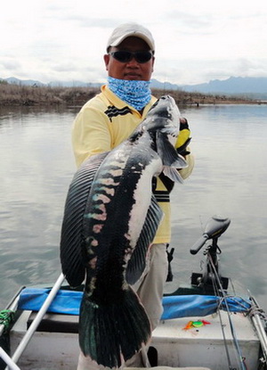giant snakehead thailand