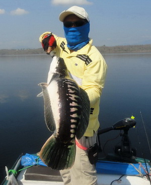 giant snakehead chiang mai