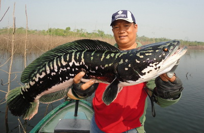 giant snakehead chiang mai thailand