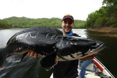 world's biggest giant snakehead