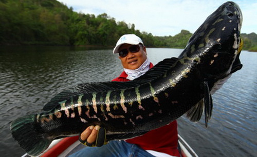 toman wild fishing thailand