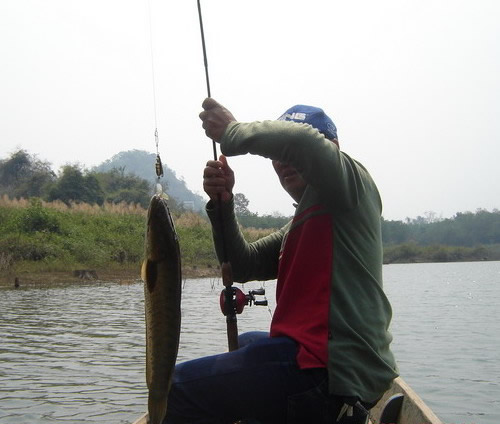 snakehead lampang