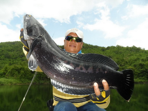 wild fishing toman thailand