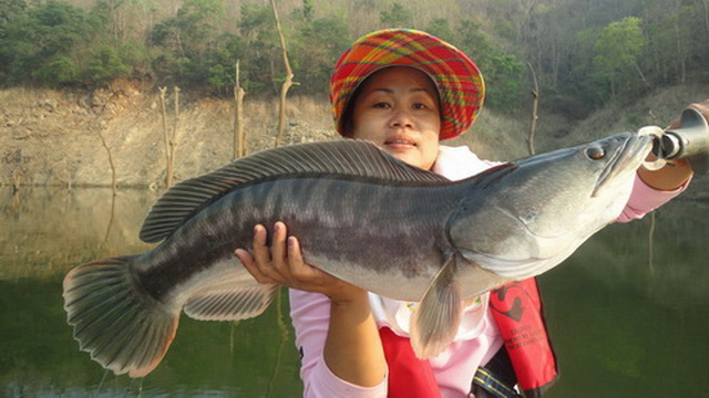 wild snakehad fishing thailand