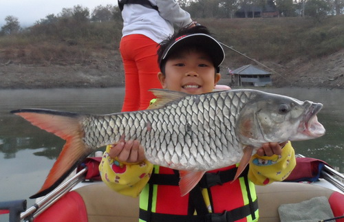 wild sebarau thailand