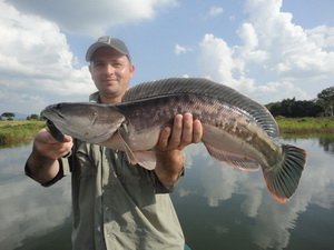 fishing in chiangmai snakehead jungle lure fishing