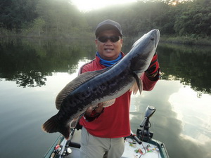 giant snakehead lure fishing thailand