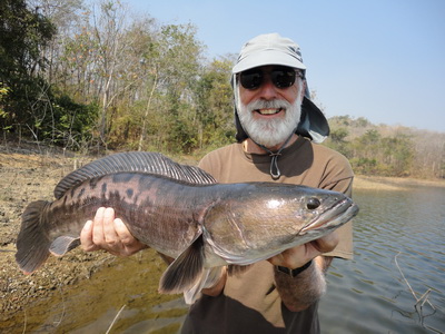 fishing chiangmai giant snakehead