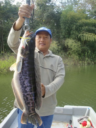 GIANT SNAKEHEAD CHIANGMAI FISHING