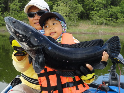 giant snakehead lure fishing lampang