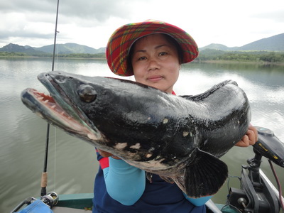 giant snakehead chiangmai fishing