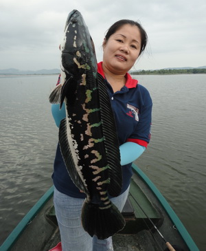 snakehead fishing chiang mai