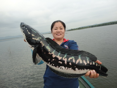 giant snakehead thailand