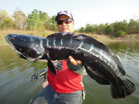 giant snakehead thailand