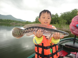 snakehead lampang