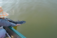giant snakehead thailand