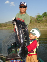 giant snakehead thailand