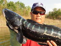 giant snakehead lampang
